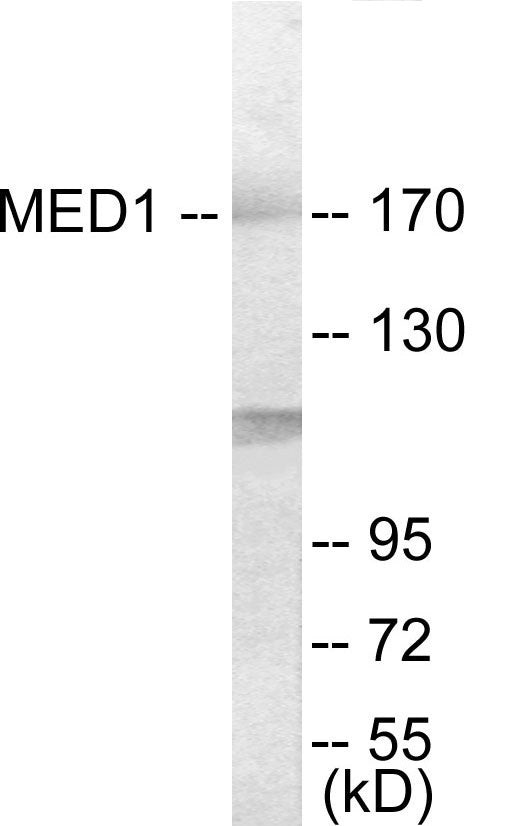 MED1 Colorimetric Cell-Based ELISA