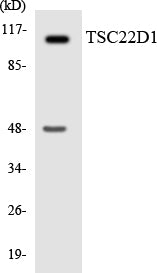 TSC22D1 Colorimetric Cell-Based ELISA