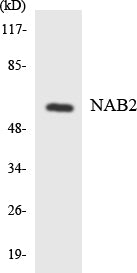 NAB2 Colorimetric Cell-Based ELISA