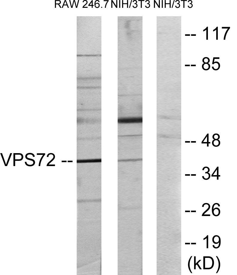 VPS72 Colorimetric Cell-Based ELISA