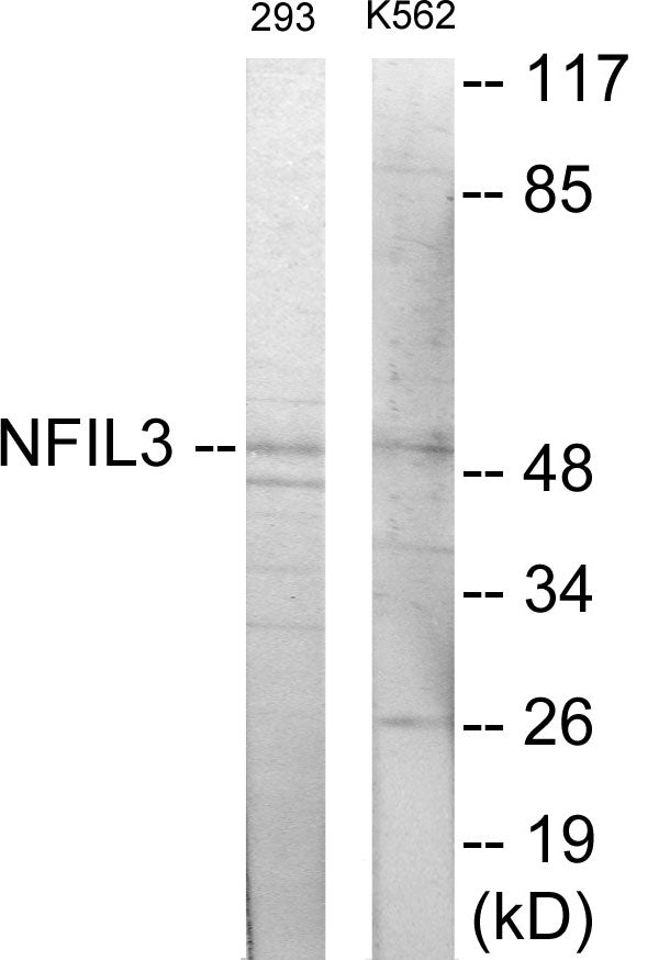 NFIL3 Colorimetric Cell-Based ELISA