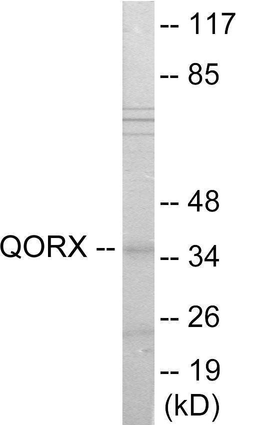 QORX Colorimetric Cell-Based ELISA