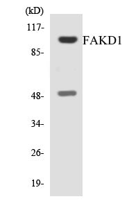 FAKD1 Colorimetric Cell-Based ELISA