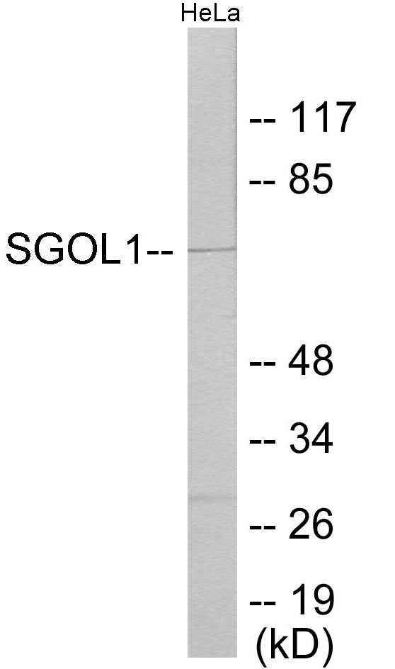 SGOL1 Colorimetric Cell-Based ELISA