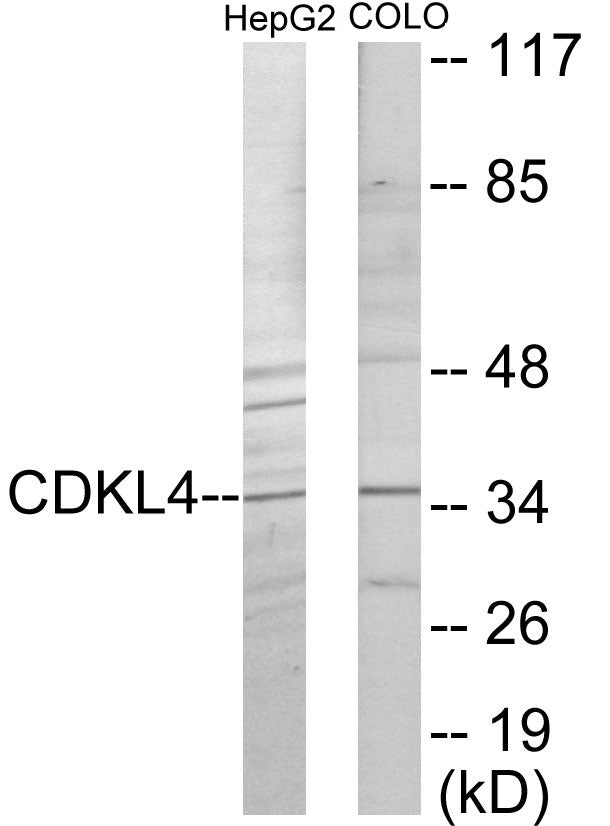 CDKL4 Colorimetric Cell-Based ELISA