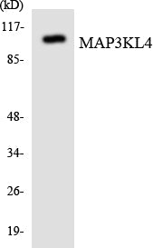 MAP3KL4 Colorimetric Cell-Based ELISA
