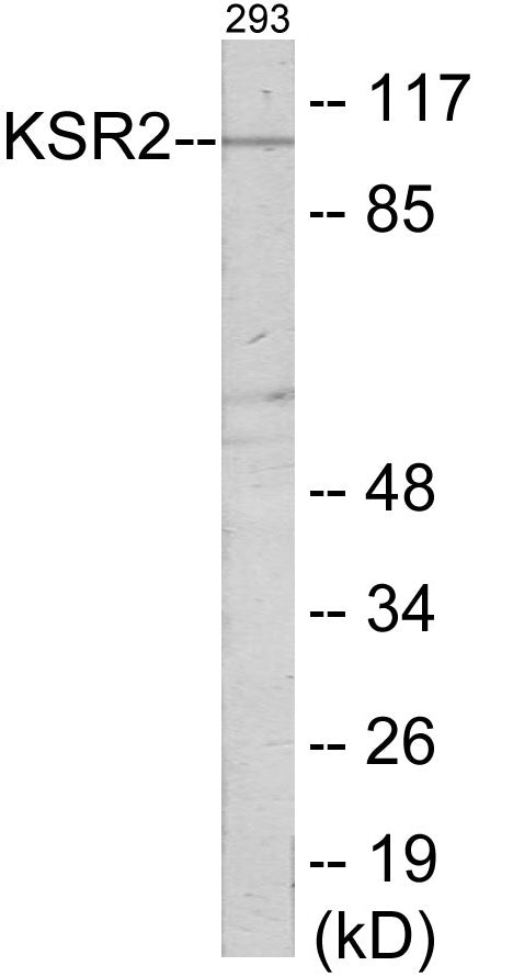 KSR2 Colorimetric Cell-Based ELISA