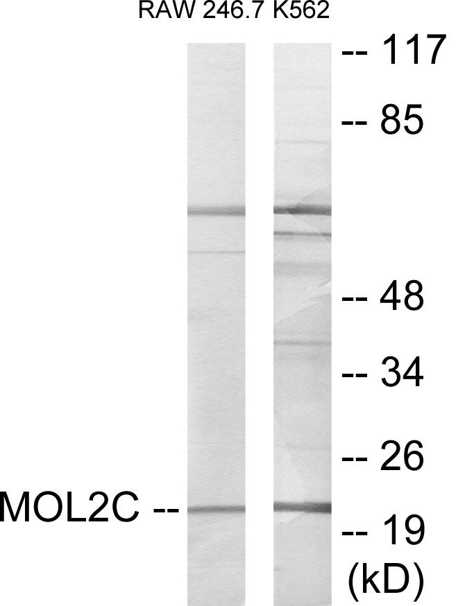 MOL2C Colorimetric Cell-Based ELISA