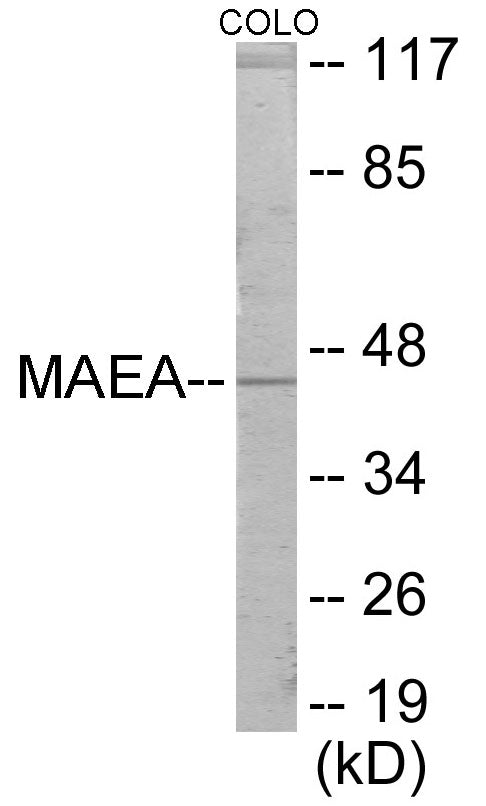 MAEA Colorimetric Cell-Based ELISA