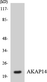 AKAP14 Colorimetric Cell-Based ELISA