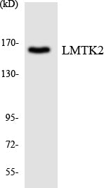 LMTK2 Colorimetric Cell-Based ELISA