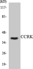CCRK Colorimetric Cell-Based ELISA
