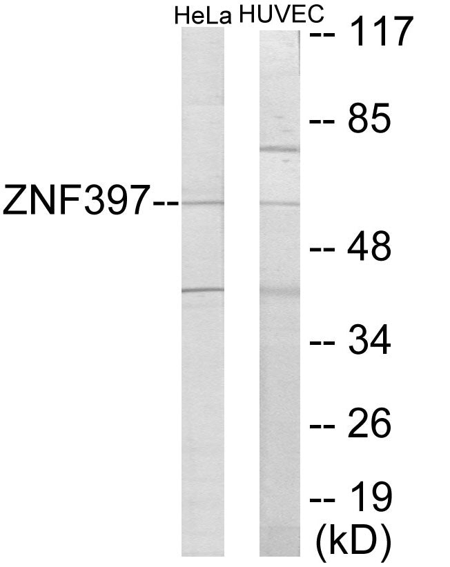 ZNF397 Colorimetric Cell-Based ELISA