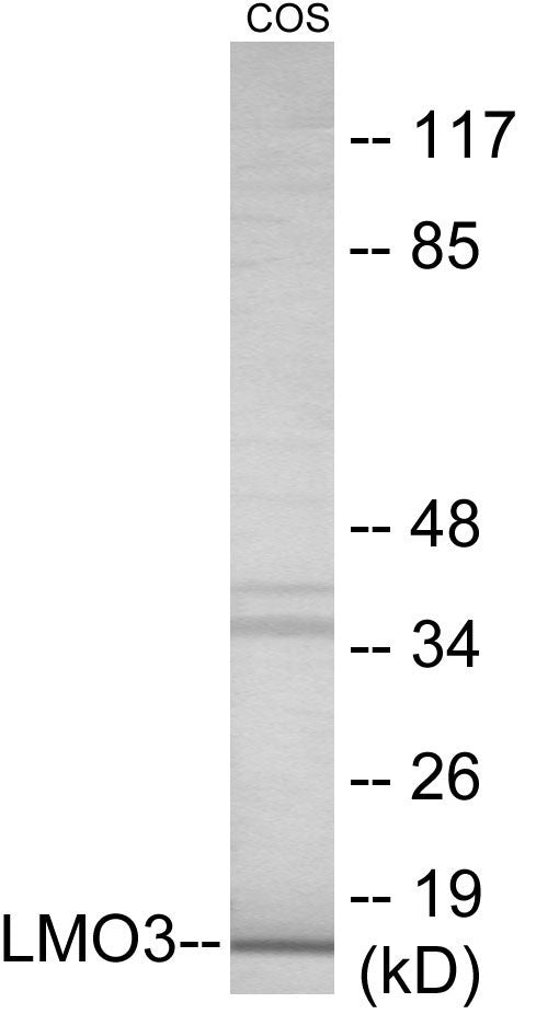 LMO3 Colorimetric Cell-Based ELISA