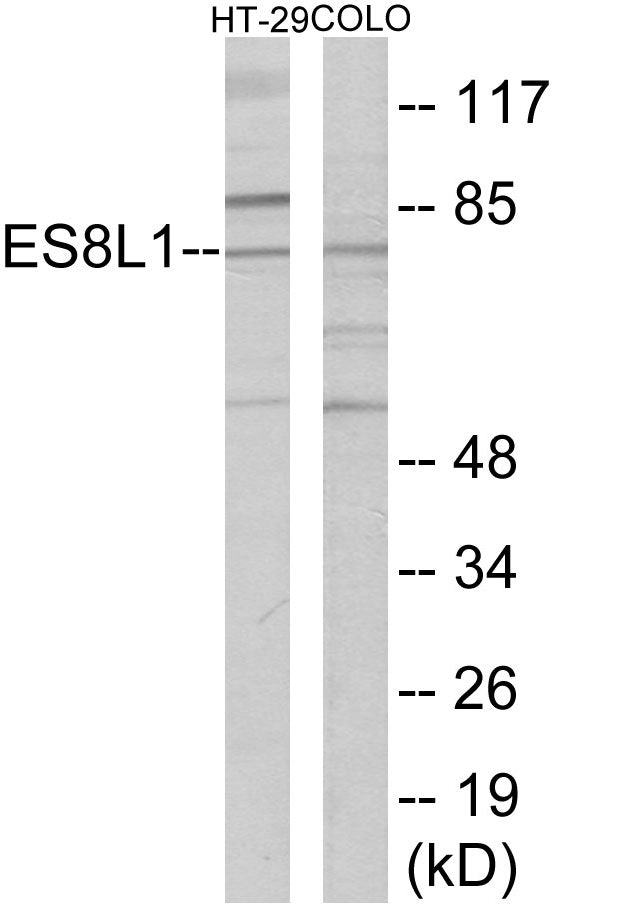 ES8L1 Colorimetric Cell-Based ELISA