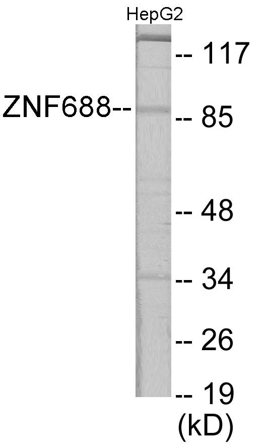 ZNF785 Colorimetric Cell-Based ELISA