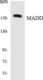 MADD Colorimetric Cell-Based ELISA