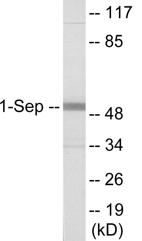 SEPT1 Colorimetric Cell-Based ELISA