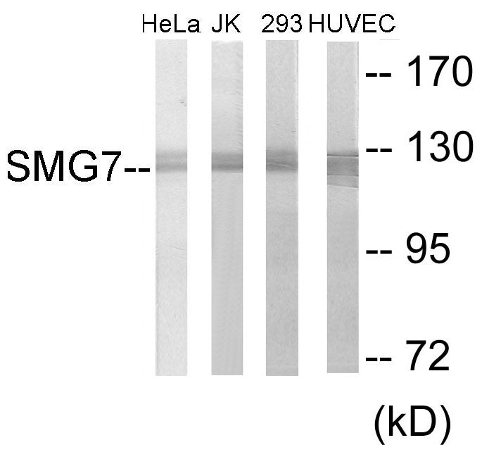 SMG7 Colorimetric Cell-Based ELISA