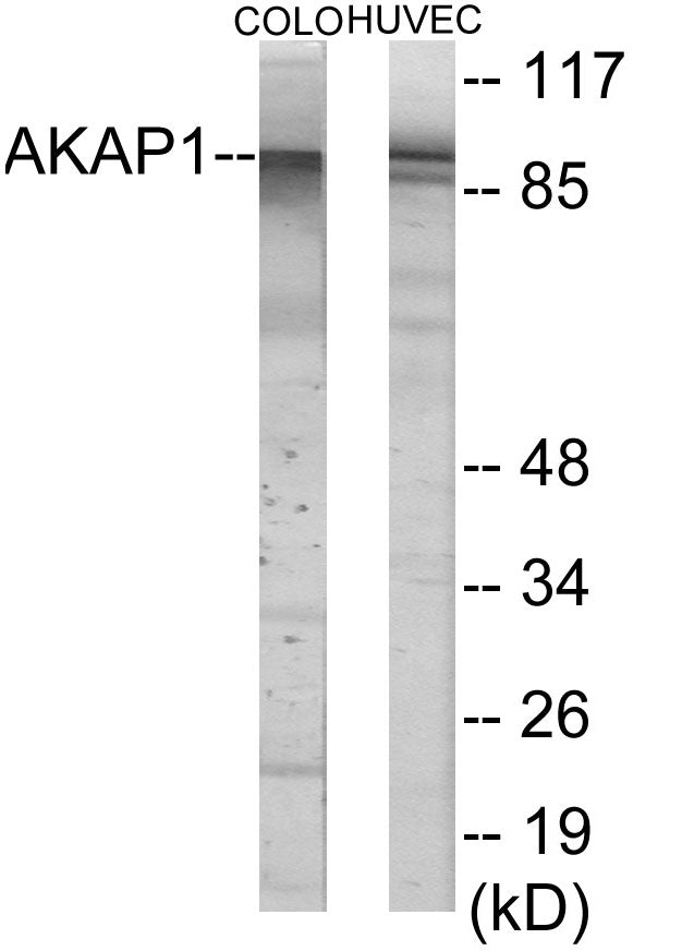 AKAP1 Colorimetric Cell-Based ELISA