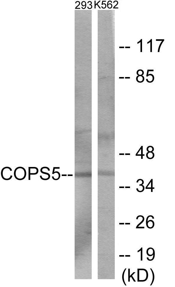 COPS5 Colorimetric Cell-Based ELISA