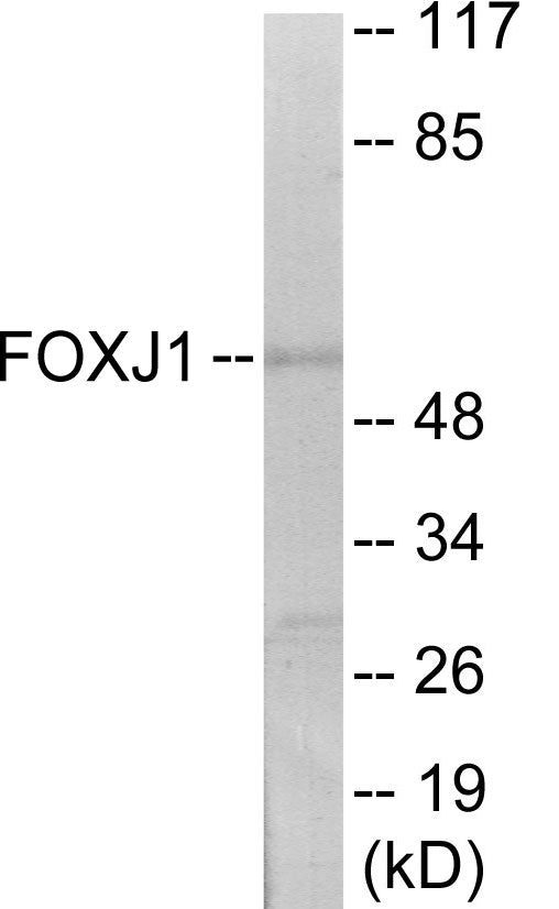 FOXJ1 Colorimetric Cell-Based ELISA
