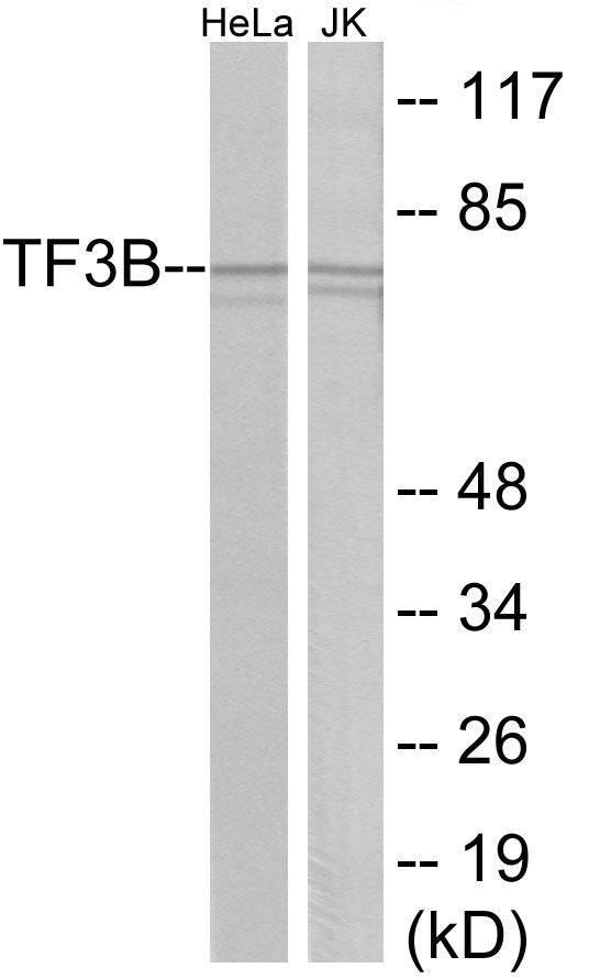 TF3B Colorimetric Cell-Based ELISA
