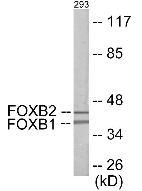 FOXB1/2 Colorimetric Cell-Based ELISA