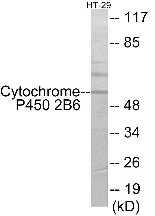 Cytochrome P450 2B6 Colorimetric Cell-Based ELISA