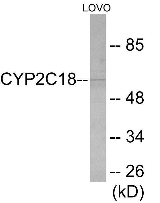 Cytochrome P450 2C8/9/18/19 Colorimetric Cell-Based ELISA