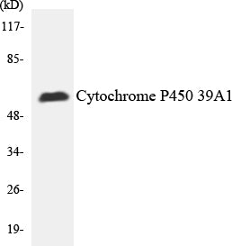 Cytochrome P450 2C19 Colorimetric Cell-Based ELISA