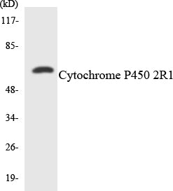 Cytochrome P450 2R1 Colorimetric Cell-Based ELISA