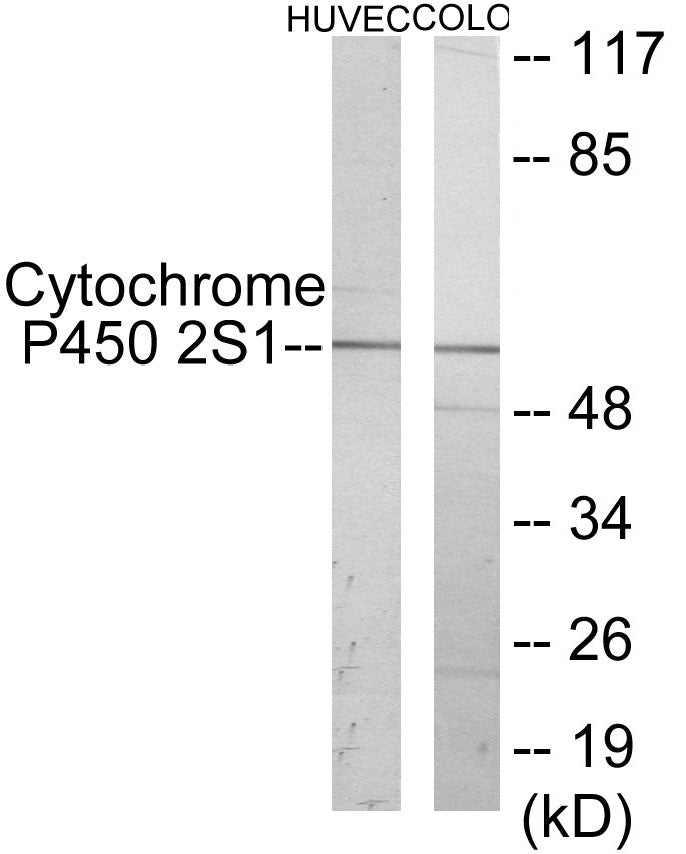 Cytochrome P450 2S1 Colorimetric Cell-Based ELISA