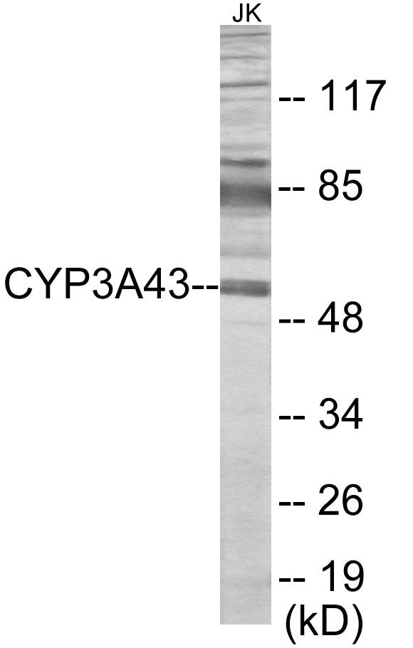 Cytochrome P450 3A43 Colorimetric Cell-Based ELISA