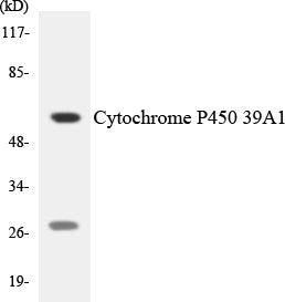 Cytochrome P450 39A1 Colorimetric Cell-Based ELISA