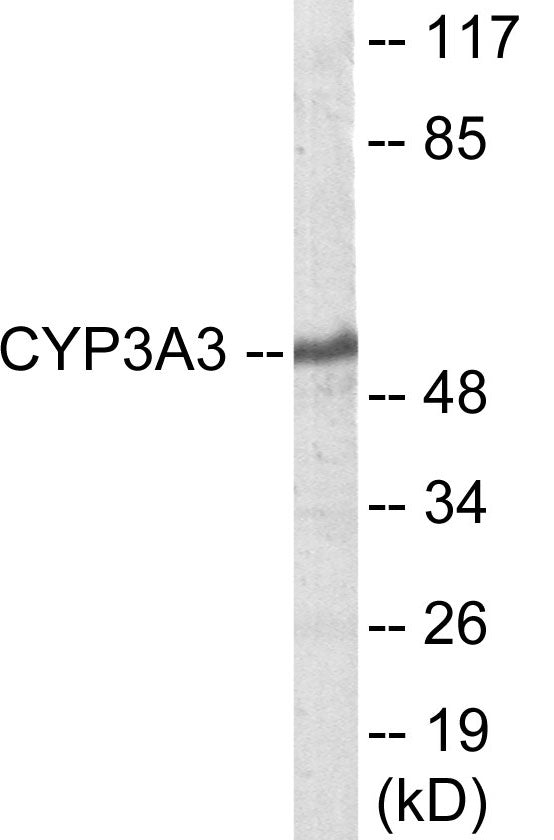 Cytochrome P450 3A4/5 Colorimetric Cell-Based ELISA