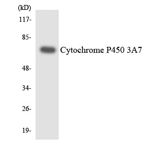 Cytochrome P450 3A7 Colorimetric Cell-Based ELISA – AlgentBio