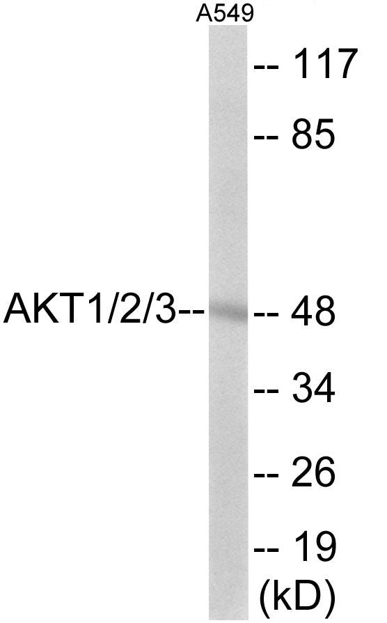 AKT1/2/3 Colorimetric Cell-Based ELISA