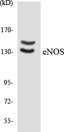 eNOS Colorimetric Cell-Based ELISA