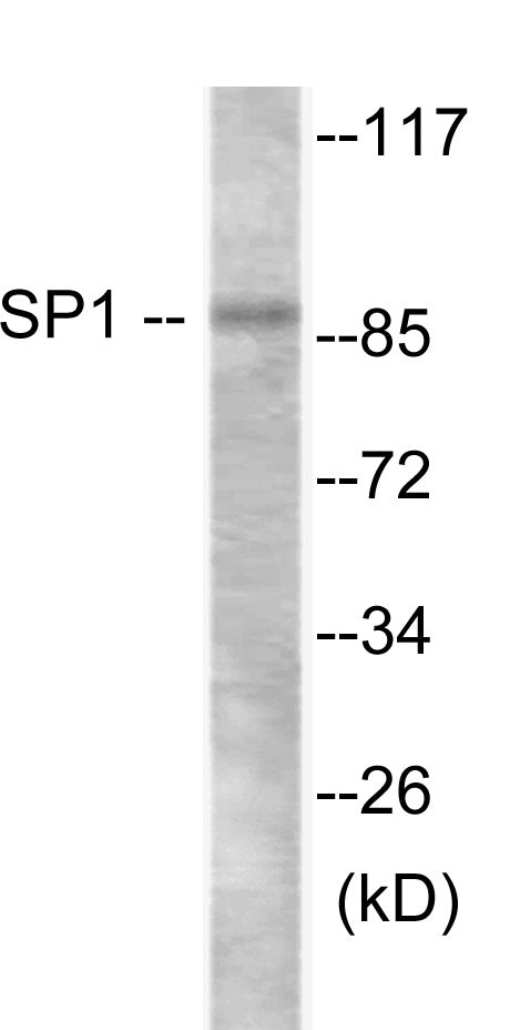 SP1 Colorimetric Cell-Based ELISA