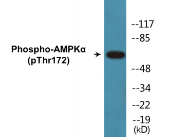 Phospho-AMPKalpha (Thr172) Colorimetric Cell-Based ELISA Kit