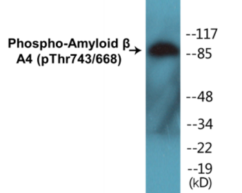 Phospho-Amyloid beta A4 (Thr743/668) Colorimetric Cell-Based ELISA Kit