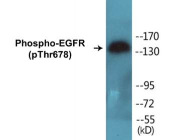 Phospho-EGFR (Thr678) Colorimetric Cell-Based ELISA Kit