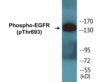 Phospho-EGFR (Thr693) Colorimetric Cell-Based ELISA Kit
