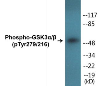 Phospho-GSK3alpha/beta (Tyr279/216) Colorimetric Cell-Based ELISA Kit