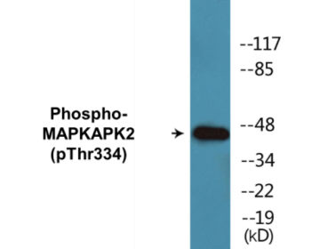 Phospho-MAPKAPK2 (Thr334) Colorimetric Cell-Based ELISA Kit