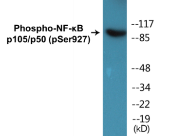 Phospho-NF-κB p105/p50 (Ser927) Colorimetric Cell-Based ELISA Kit