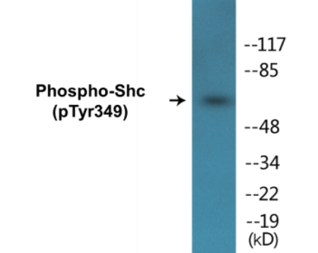 Phospho-Shc (Tyr349) Colorimetric Cell-Based ELISA Kit