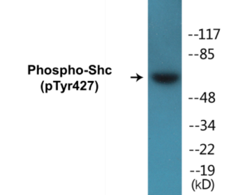 Phospho-Shc (Tyr427) Colorimetric Cell-Based ELISA Kit