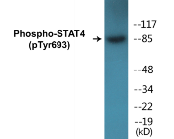 Phospho-STAT4 (Tyr693) Colorimetric Cell-Based ELISA Kit